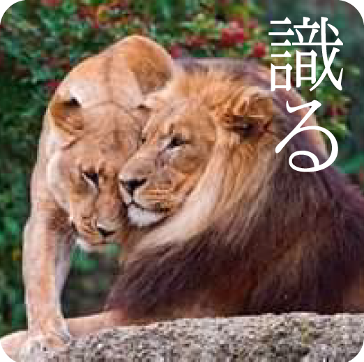 識る – ライオン –